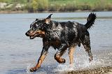 BEAUCERON 664